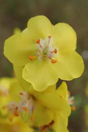 Verbascum pulverulentum \ Flockige K�nigskerze / Hoary Mullein, D Babenhausen 24.6.2017