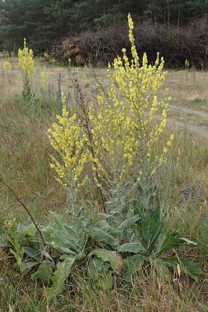 Verbascum pulverulentum \ Flockige K�nigskerze / Hoary Mullein, D Babenhausen 24.6.2017