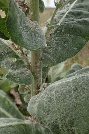 Verbascum pulverulentum \ Flockige K�nigskerze / Hoary Mullein, D Babenhausen 24.6.2017
