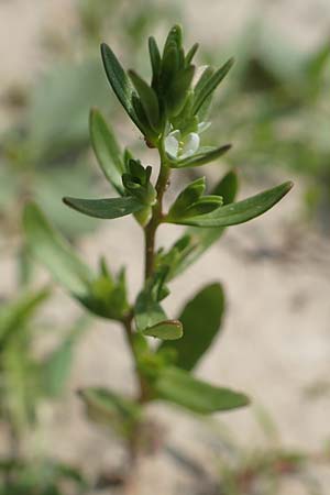 Veronica peregrina \ Fremder Ehrenpreis / American Speedwell, D Laudenbach am Main 13.5.2018