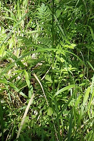 Valeriana pratensis subsp. pratensis \ Wiesen-Arznei-Baldrian / Meadow Valerian, D Heidelberg 19.5.2018