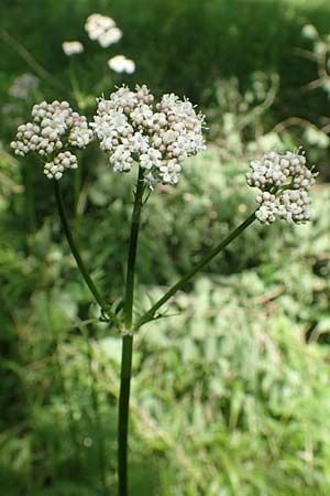 Valeriana pratensis subsp. pratensis \ Wiesen-Arznei-Baldrian / Meadow Valerian, D Heidelberg 19.5.2018