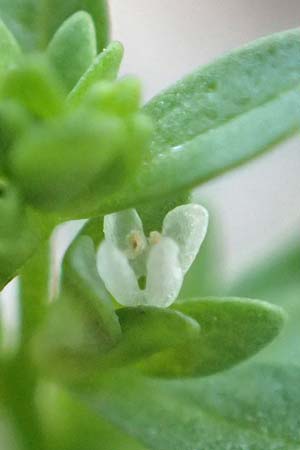 Veronica peregrina \ Fremder Ehrenpreis / American Speedwell, D Hattingen 23.8.2018