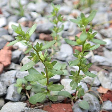 Veronica peregrina \ Fremder Ehrenpreis / American Speedwell, D Hattingen 23.8.2018