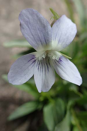 Viola pumila \ Niedriges Veilchen / Meadow Violet, D Ketsch 14.5.2019