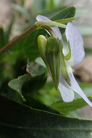 Viola pumila \ Niedriges Veilchen / Meadow Violet, D Ketsch 14.5.2019