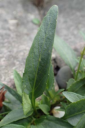 Viola pumila \ Niedriges Veilchen / Meadow Violet, D Ketsch 14.5.2019