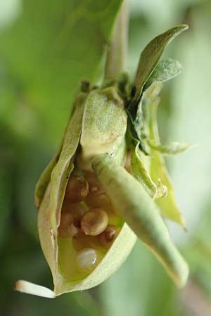 Viola pumila \ Niedriges Veilchen / Meadow Violet, D Ketsch 14.5.2019