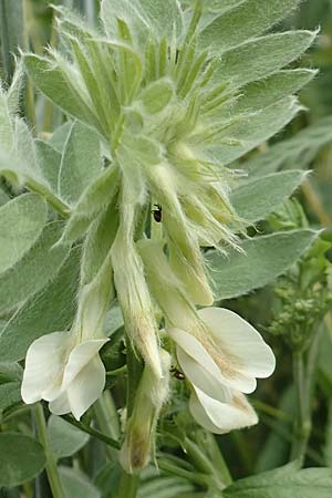 Vicia pannonica subsp. pannonica \ Ungarische Wicke / Hungarian Vetch, D Hemsbach 9.6.2019