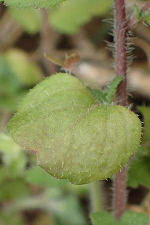 Veronica persica \ Persischer Ehrenpreis / Common Field Speedwell, D Gr&uuml;nstadt-Asselheim 9.9.2019