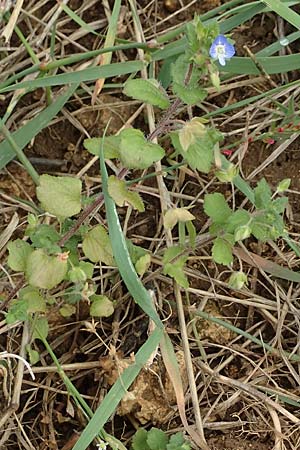 Veronica persica \ Persischer Ehrenpreis / Common Field Speedwell, D Gr&uuml;nstadt-Asselheim 9.9.2019