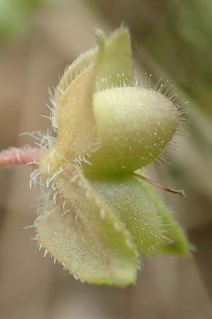 Veronica persica \ Persischer Ehrenpreis / Common Field Speedwell, D Gr&uuml;nstadt-Asselheim 9.9.2019