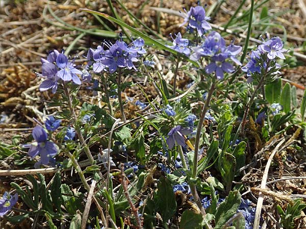Veronica prostrata subsp. scheereri \ Scheerers Ehrenpreis / Scheerer's Speedwell, D Neuleiningen 23.4.2020
