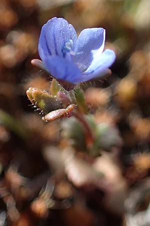 Veronica praecox \ Fr�her Ehrenpreis / Breckland Speedwell, D Sandhausen 27.3.2021