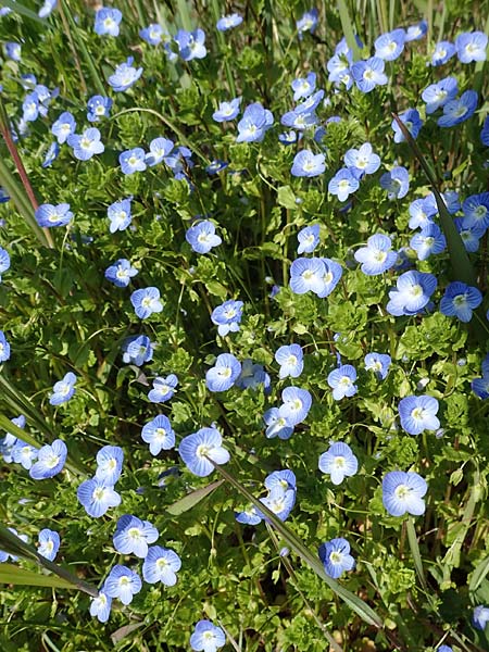 Veronica persica \ Persischer Ehrenpreis / Common Field Speedwell, D Rheinhessen, Wendelsheim 20.4.2021