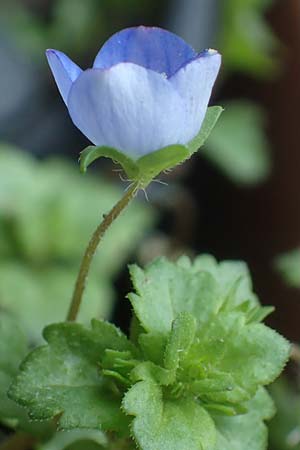 Veronica persica \ Persischer Ehrenpreis / Common Field Speedwell, D Mannheim 24.2.2022
