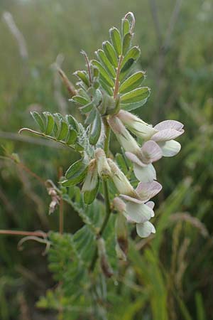 Vicia pannonica subsp. pannonica \ Ungarische Wicke / Hungarian Vetch, D Th&uuml;ringen, K&ouml;lleda 9.6.2022
