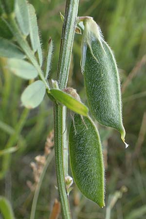 Vicia pannonica subsp. pannonica \ Ungarische Wicke / Hungarian Vetch, D Th&uuml;ringen, K&ouml;lleda 9.6.2022