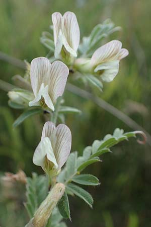Vicia pannonica subsp. pannonica \ Ungarische Wicke / Hungarian Vetch, D Th&uuml;ringen, K&ouml;lleda 9.6.2022