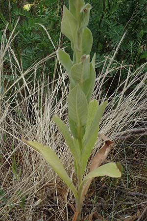 Verbascum phlomoides \ Windblumen-K�nigskerze / Orange Mullein, D Frankfurt-R&ouml;delheim 30.6.2023