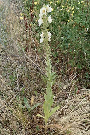 Verbascum phlomoides \ Windblumen-K�nigskerze / Orange Mullein, D Frankfurt-R&ouml;delheim 30.6.2023