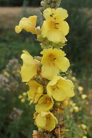 Verbascum phlomoides, Mehlige Fingerhut