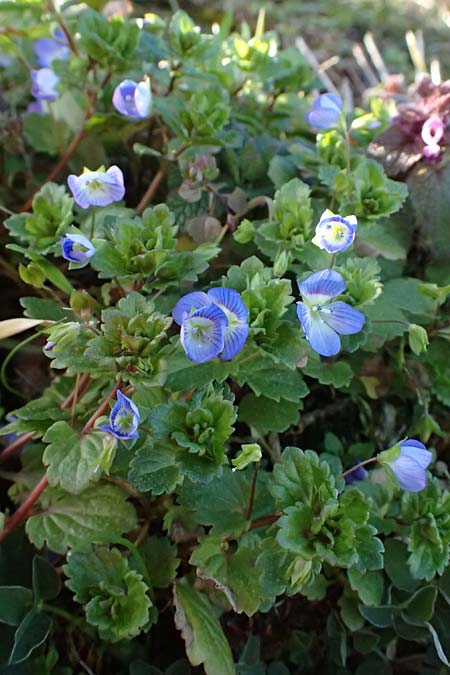 Veronica persica \ Persischer Ehrenpreis / Common Field Speedwell, D Bad D&uuml;rkheim 23.2.2025