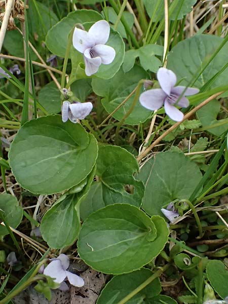 Viola palustris \ Sumpf-Veilchen / Marsh Violet, D Finsterau 8.5.2025