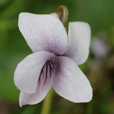 Viola palustris \ Sumpf-Veilchen / Marsh Violet, D Finsterau 8.5.2025