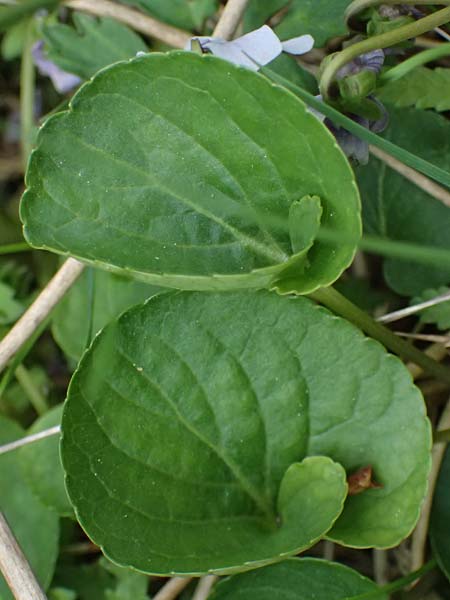 Viola palustris \ Sumpf-Veilchen / Marsh Violet, D Finsterau 8.5.2025