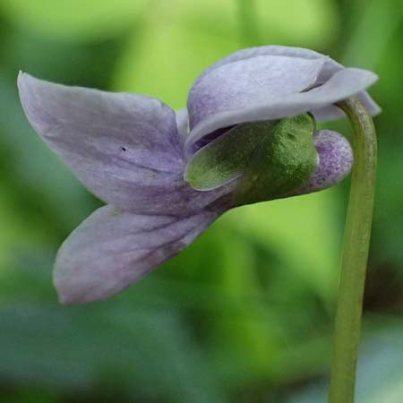 Viola palustris \ Sumpf-Veilchen / Marsh Violet, D Finsterau 8.5.2025