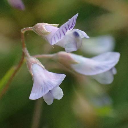 Ervum gracile \ Zierliche Wicke / Slender Tare, D Passau 15.5.2025