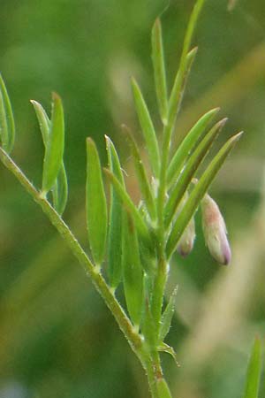 Ervum gracile \ Zierliche Wicke / Slender Tare, D Passau 15.5.2025