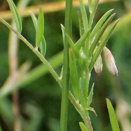 Ervum gracile \ Zierliche Wicke / Slender Tare, D Passau 15.5.2025