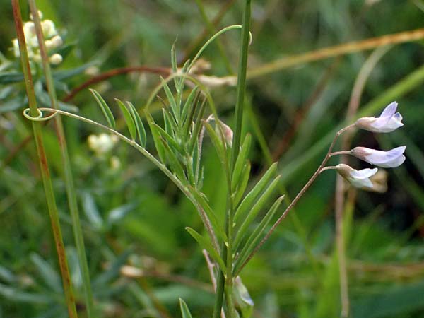 Ervum gracile \ Zierliche Wicke / Slender Tare, D Passau 15.5.2025
