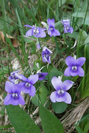Viola riviniana \ Hain-Veilchen / Common Dog Violet, D Schwarzwald/Black-Forest, Feldberg 28.4.2007