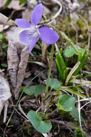 Viola rupestris \ Sand-Veilchen / Teesdale Violet, D Schwetzingen 13.4.2015