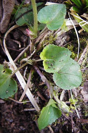 Viola rupestris \ Sand-Veilchen / Teesdale Violet, D Schwetzingen 13.4.2015