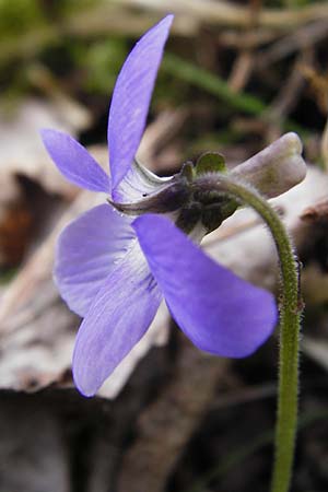 Viola rupestris \ Sand-Veilchen / Teesdale Violet, D Schwetzingen 13.4.2015