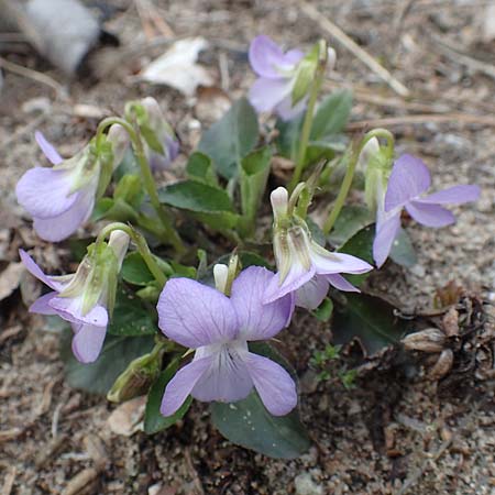 Viola rupestris \ Sand-Veilchen / Teesdale Violet, D Schwetzingen 20.3.2017