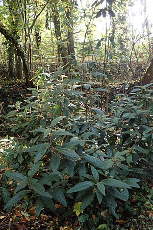 Viburnum rhytidophyllum \ Runzelbl&auml;ttriger Schneeball / Wrinkled Viburnum, D Hemsbach 25.10.2017