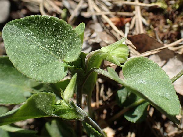 Viola rupestris \ Sand-Veilchen / Teesdale Violet, D Schwetzingen 8.5.2018
