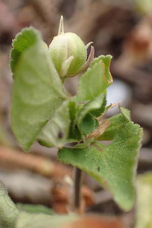 Viola rupestris \ Sand-Veilchen / Teesdale Violet, D Schwetzingen 7.7.2018