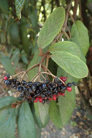 Viburnum rhytidophyllum \ Runzelbl&auml;ttriger Schneeball / Wrinkled Viburnum, D Ludwigshafen 29.8.2018