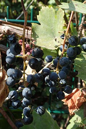 Vitis riparia \ Ufer-Weinrebe / Riverbank Grape, Frost Grape, D Frankfurt-Riederwald 5.9.2018