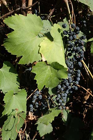 Vitis riparia, Ufer-Weinrebe