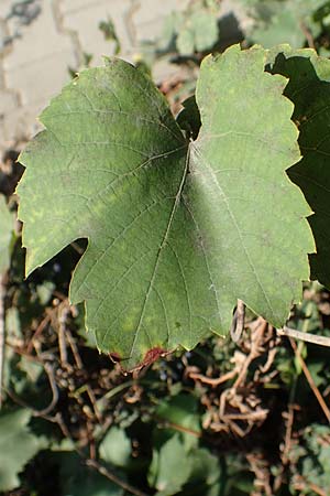 Vitis riparia \ Ufer-Weinrebe / Riverbank Grape, Frost Grape, D Frankfurt-Riederwald 5.9.2018