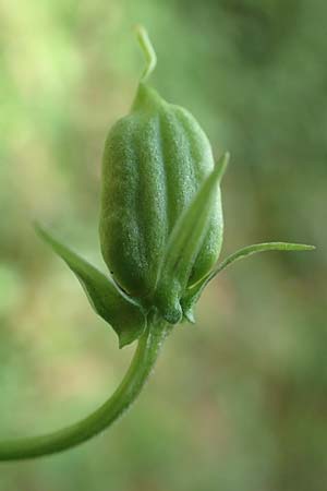 Viola riviniana \ Hain-Veilchen / Common Dog Violet, D Raubach 1.6.2019