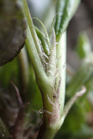 Viola reichenbachiana \ Wald-Veilchen / Early Dog Violet, D Lampertheim 20.3.2020
