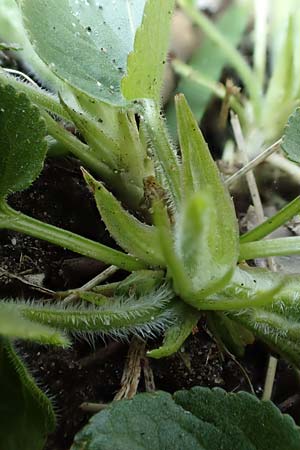 Viola riviniana \ Hain-Veilchen / Common Dog Violet, D Schwetzingen 3.4.2020